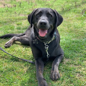 Team Page: Team Zoetis